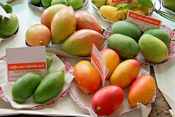 Разные виды манго